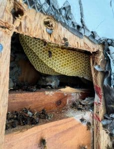 Large bee infestation and honeycomb hidden behind broken stucco and wooden studs.