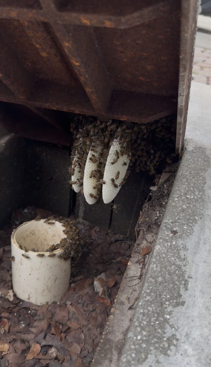 Honey bee hive with comb built inside a water meter box in Miami