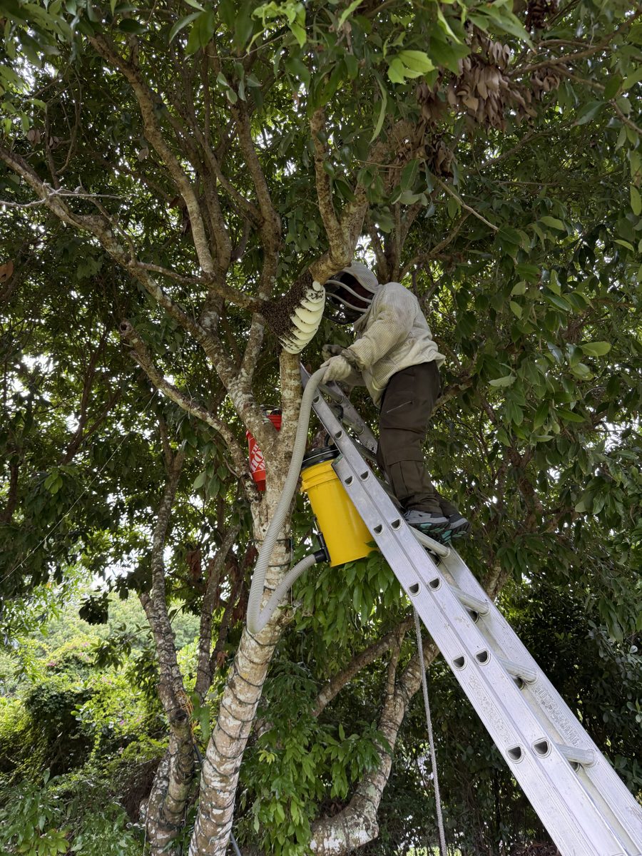 Bee removal technician in a bee suit removing a honey bee hive from a tree in Miami