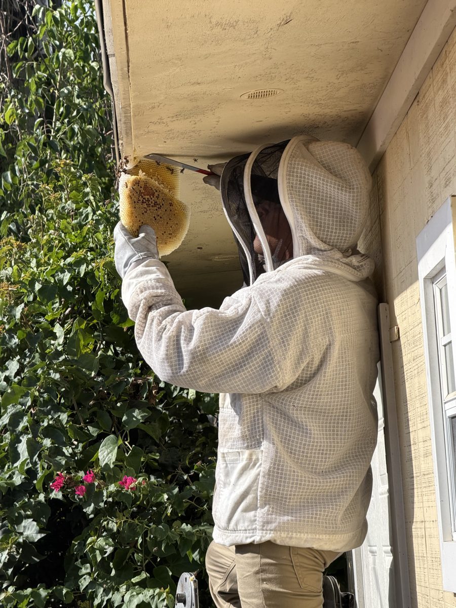 Bee removal technician in a bee suit cutting honeycomb from a soffit during live honey bee removal in Miami