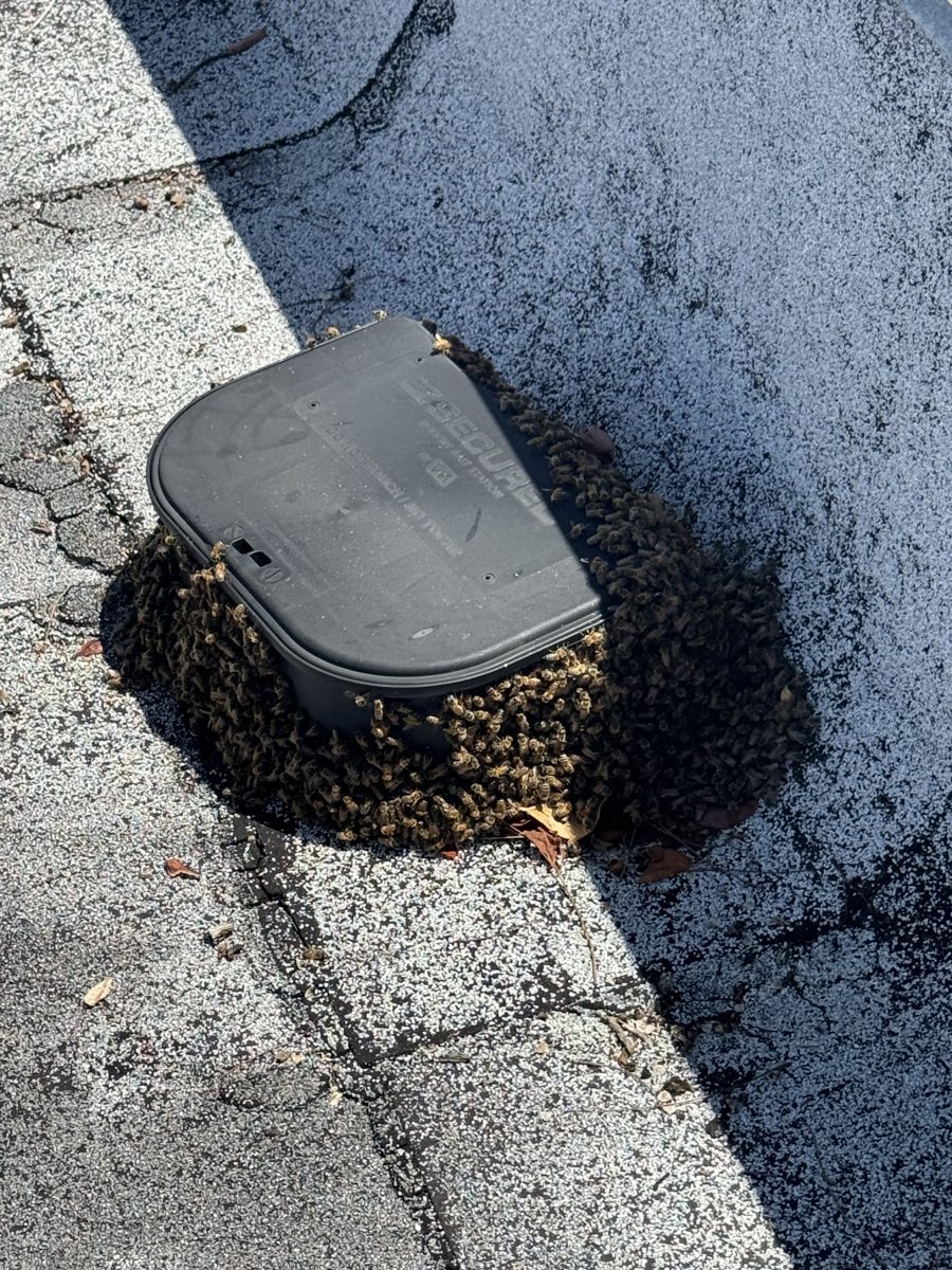 Honey bee swarm clustered around a box on the ground in Miami