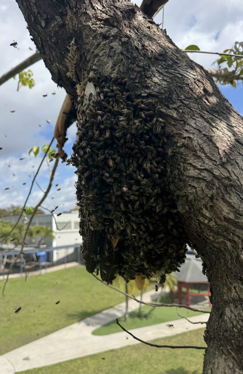 Honey bee swarm clustered on a tree branch in Miami
