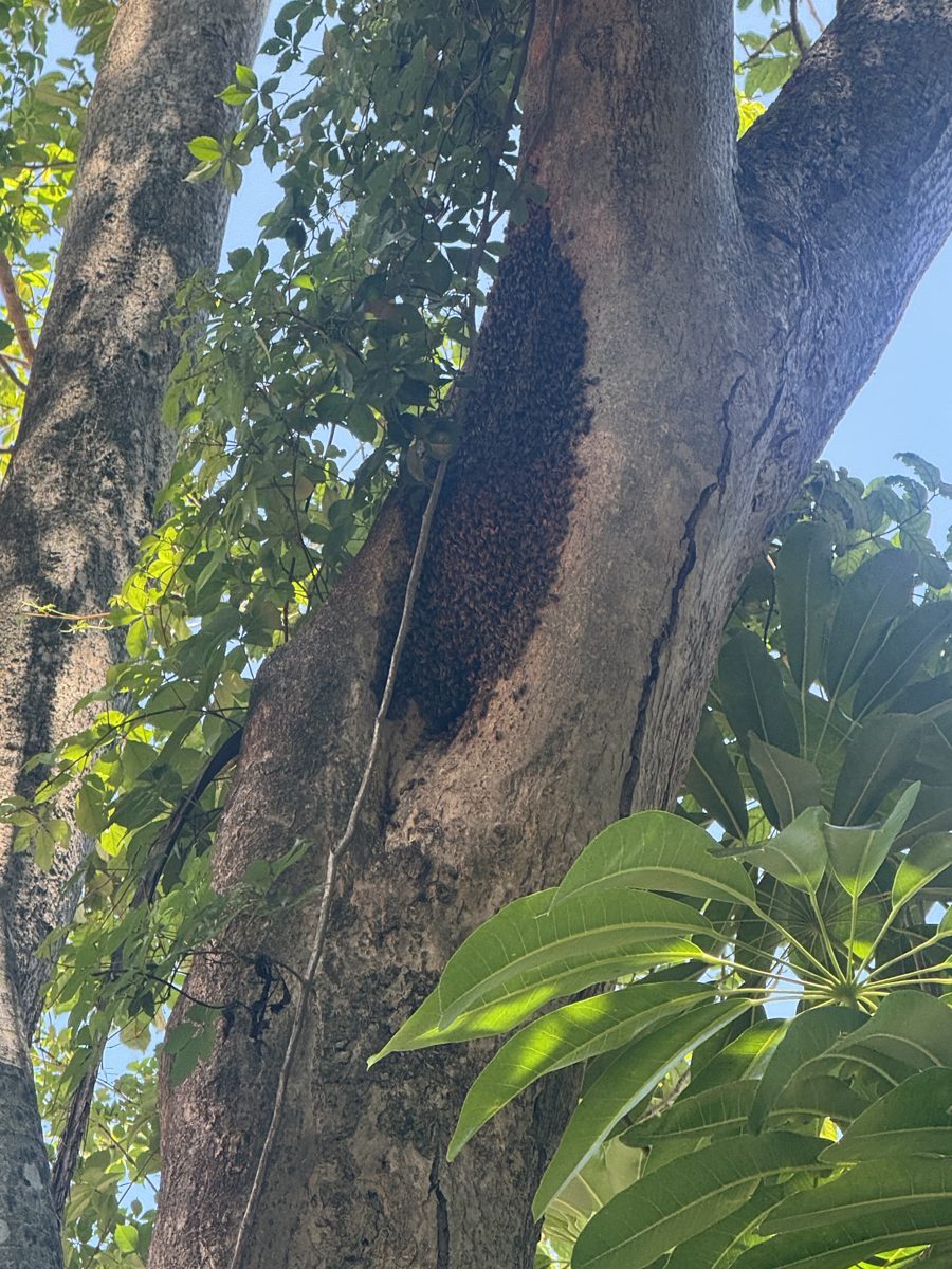 Honey bee swarm covering a tree trunk in Miami