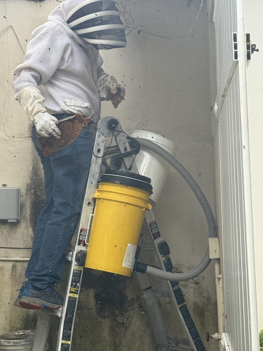 Technician in a bee suit using a bee vacuum to safely collect live honey bees during a removal in Miami