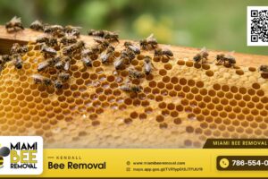 Honey bees on capped honeycomb - Miami Bee Removal live bee removal