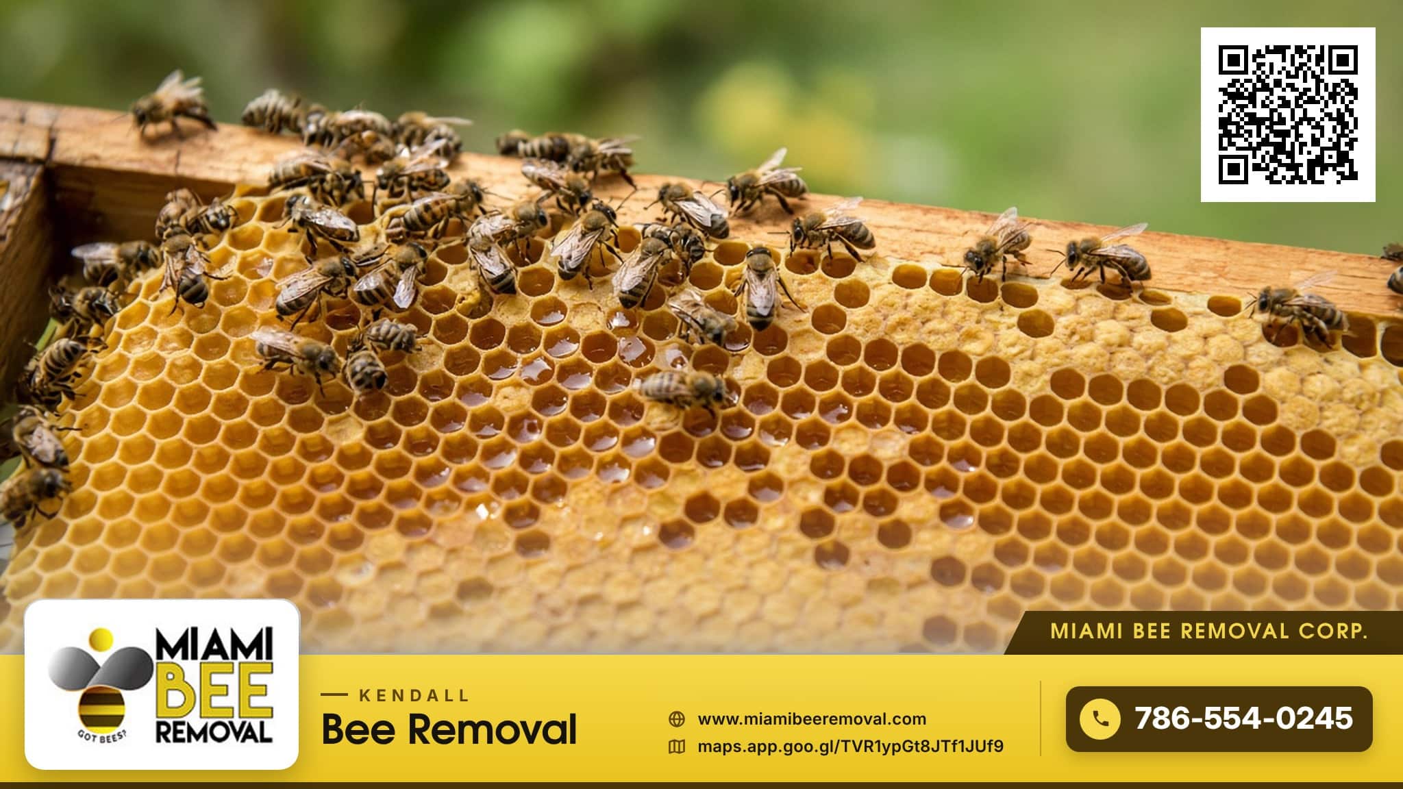 Honey bees on capped honeycomb - Miami Bee Removal live bee removal
